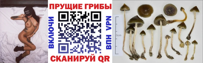 Псилоцибиновые грибы GOLDEN TEACHER  где найти наркотики  Дальнереченск 